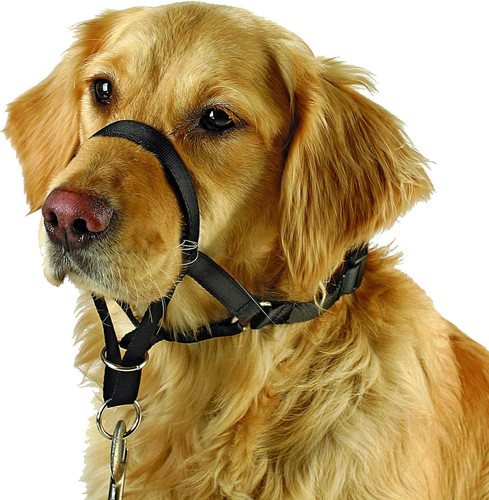 Pet maxi coach - pet,